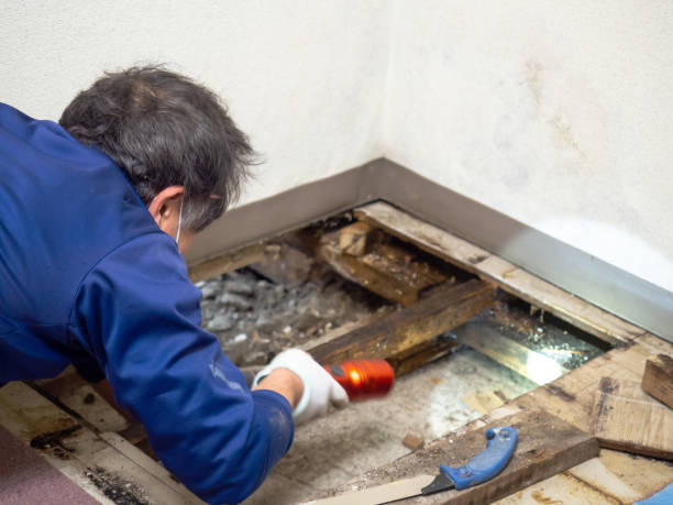 Best Mold Cleaning Services  in Rothsville, PA