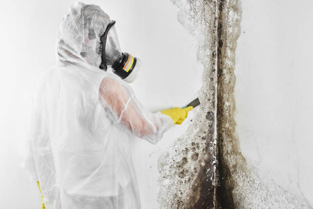 Best Mold Removal Specialists  in Rothsville, PA
