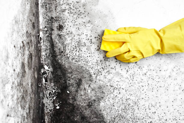 Best Crawl Space Mold Removal  in Rothsville, PA
