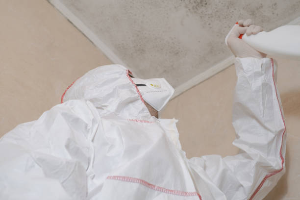 Reliable Rothsville, PA Mold Removal Solutions