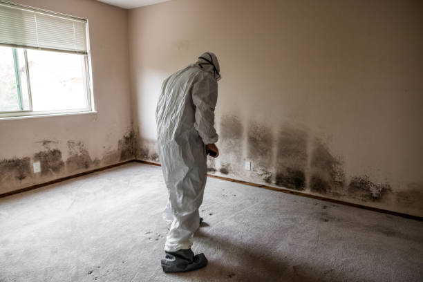 Best Mold Remediation Experts  in Rothsville, PA
